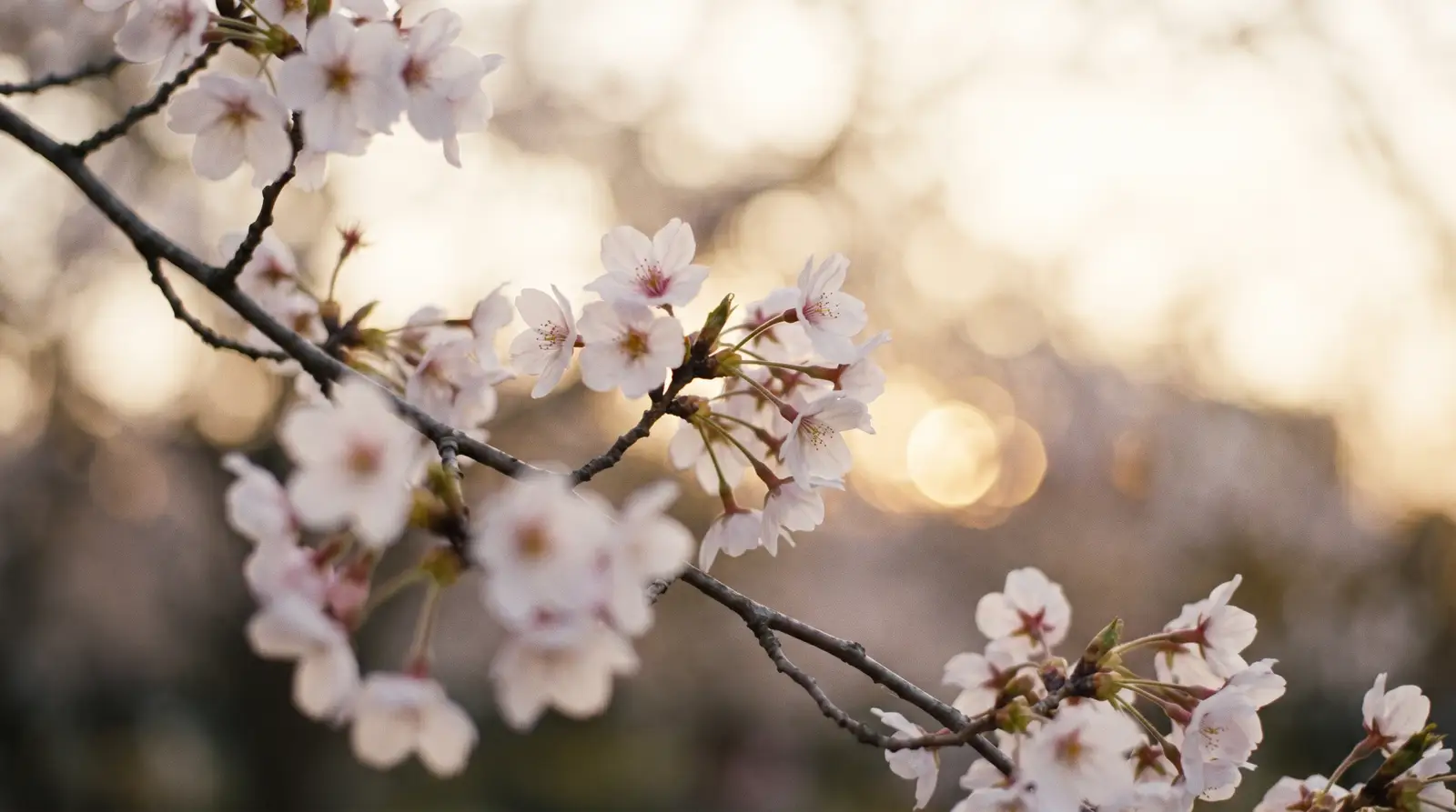 Kirschblüten im warmen Licht – Sanftheit und Neubeginn in der Heilpraxis Hafner
